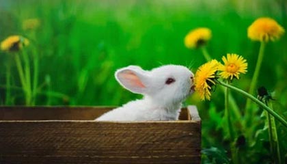 开云官网-曼城3-1莱斯特城，哈兰德独中两元，曼城2_0莱斯特城